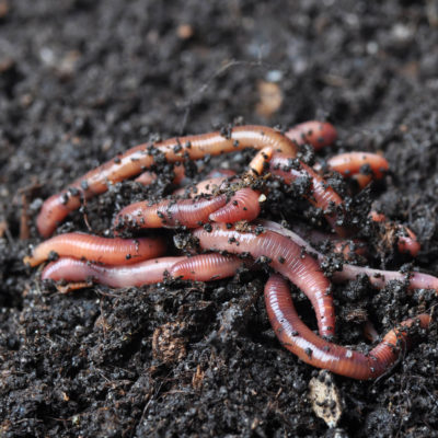 What Worm Castings can Bring to your Soil