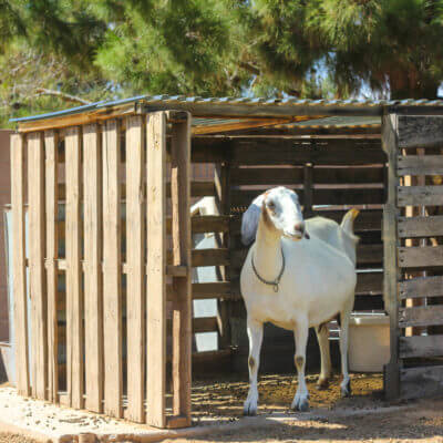 Make a Free Goat House from PALLETS
