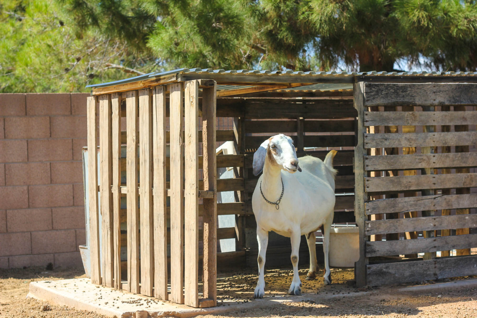 Building a goat pen - Goat House