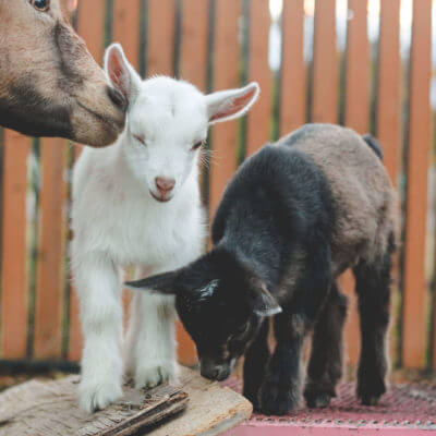 This is Why You’ll Fall in Love with Nigerian Dwarf Goats