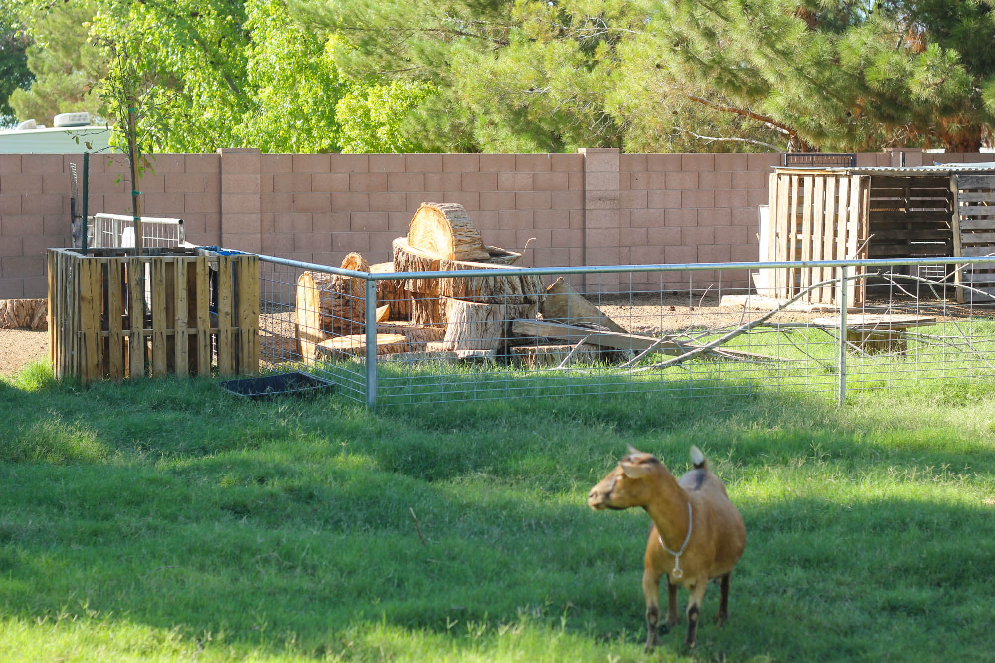 Building a goat pen - Weed 'em and Reap