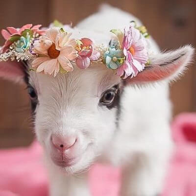 17 Pygmy Goats That Will Melt Your Heart