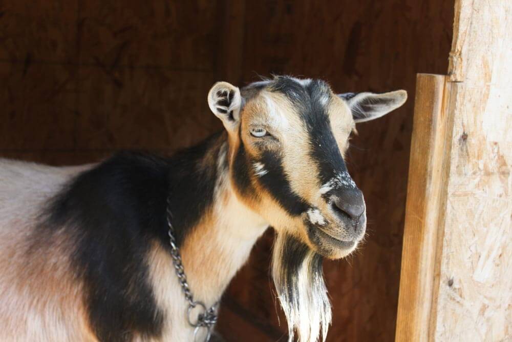 How Much Does a Goat Cost - Brown and Black Goat