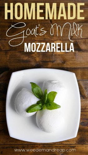 goats-milk-mozzarella