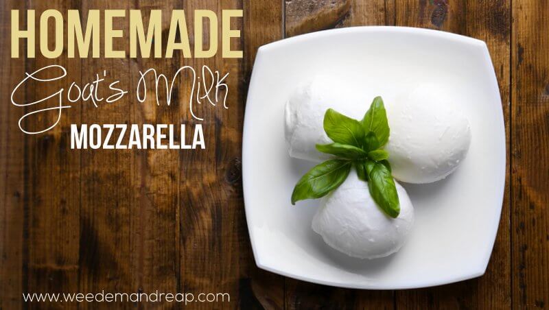 goat-milk-mozzarella