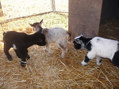 Little Goaties