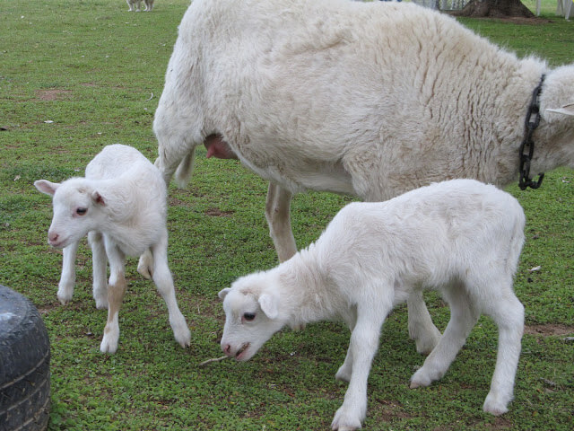 Baby Animals...and more baby animals.