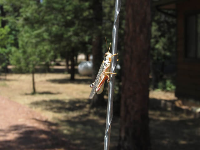 Summer means Cabin Fun!