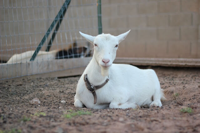 Meet the Animals &amp; a Tour of the Farm