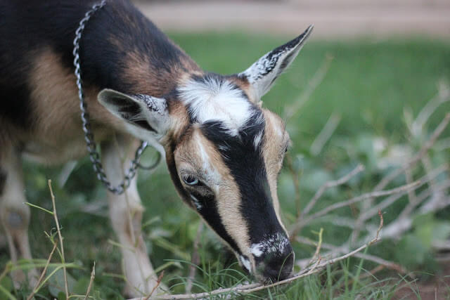 Meet the Animals &amp; a Tour of the Farm