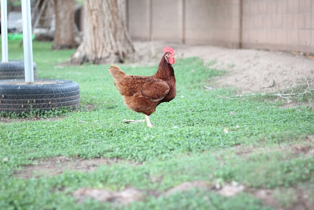 Meet the Animals &amp; a Tour of the Farm