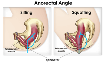 Anorectal Angle