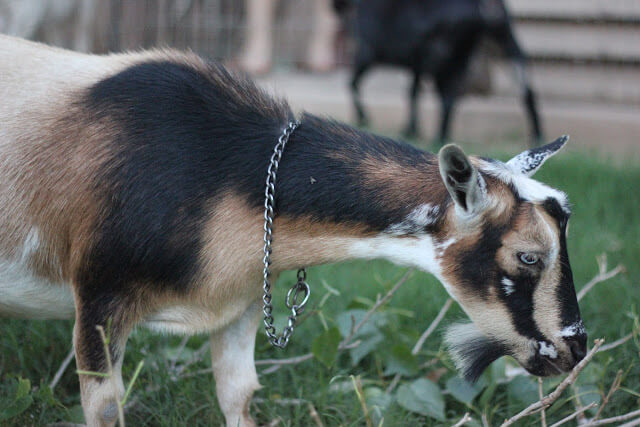 A Christmas Miracle {aka} my goat didn't die!