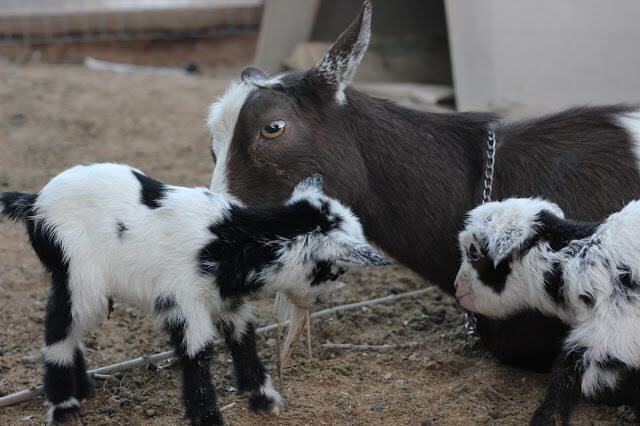 A Goat Giving Birth, An Emergency, and A Brave Girl With A Glove.