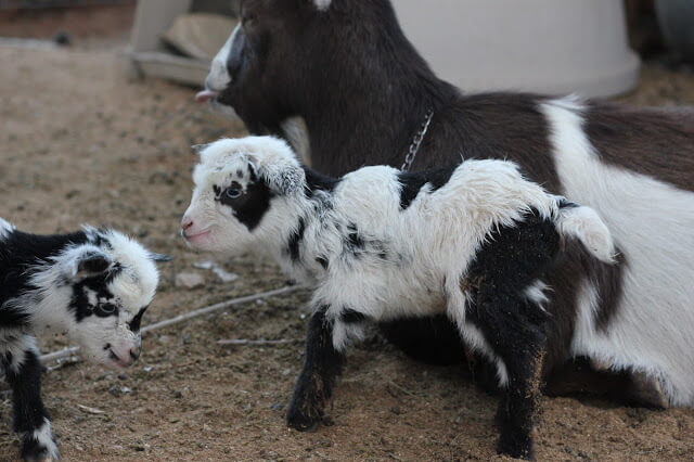 A Goat Giving Birth, An Emergency, and A Brave Girl With A Glove.