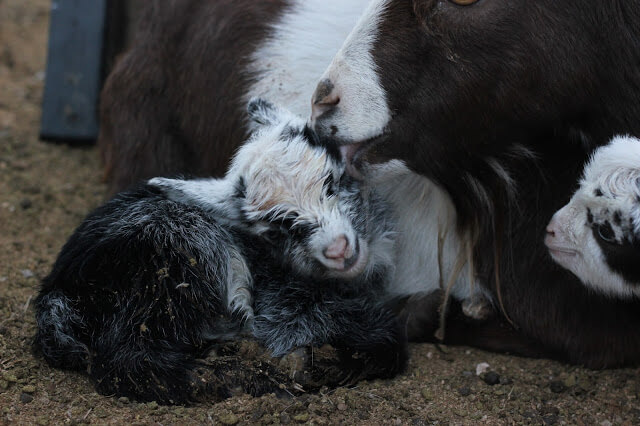 A Goat Giving Birth, An Emergency, and A Brave Girl With A Glove.