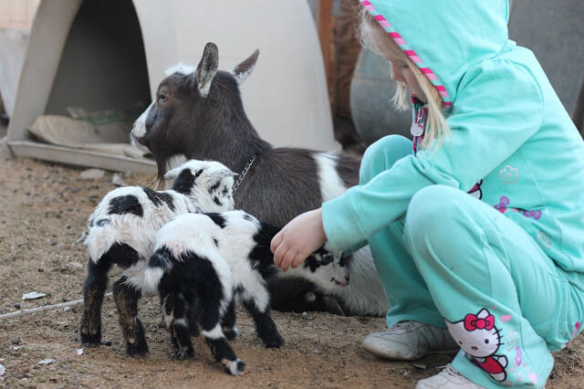 A Goat Giving Birth, An Emergency, and A Brave Girl With A Glove.