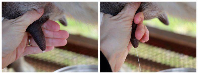 photos depicting milking a goat