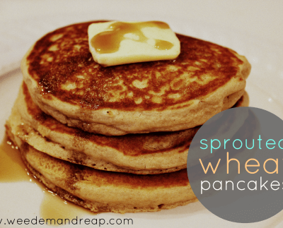 Easy Sprouted Wheat Pancakes