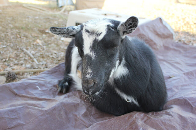 The most HILARIOUS Goat Birth EVER