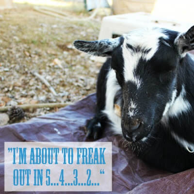 The most HILARIOUS Goat Birth EVER