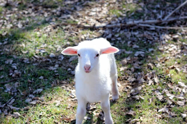 Spring, Homemade Bread, &amp; Baby Lambs