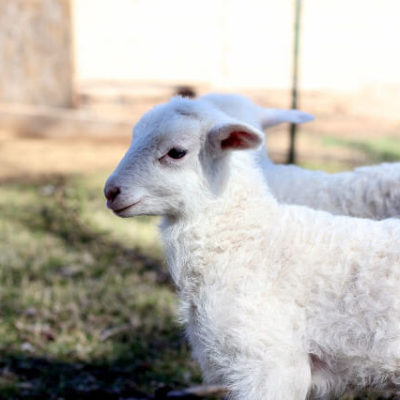 How to raise Grass-fed Lamb like a boss.