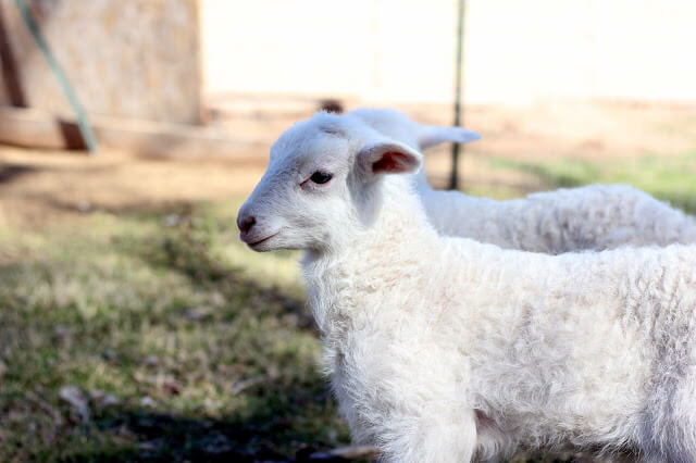 Spring, Homemade Bread, &amp; Baby Lambs