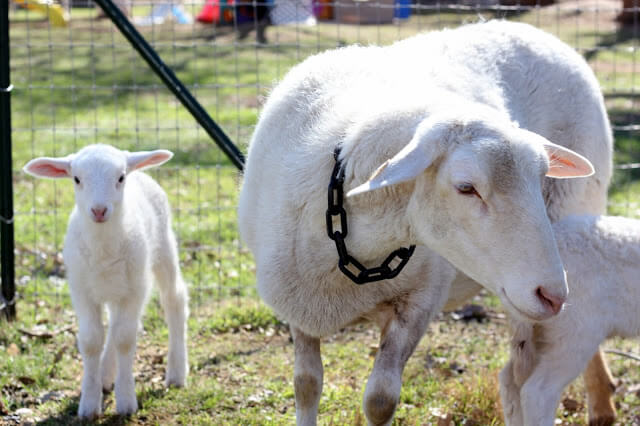 Spring, Homemade Bread, &amp; Baby Lambs