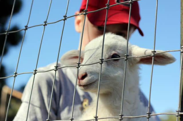 Spring, Homemade Bread, &amp; Baby Lambs