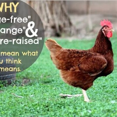 WHY "Cage-free", "free-range", & "pasture-raised" doesn’t mean what you think it means.
