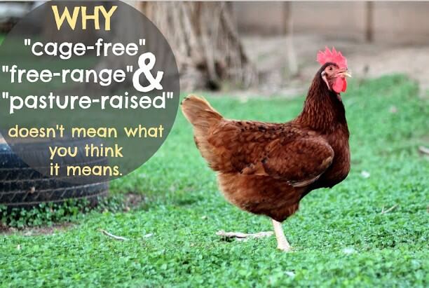 cage-free-eggs