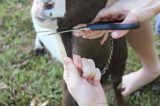 How to Fix ruined Barbie hair.