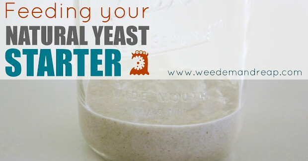 feeding-natural-yeast2-e1376169918713