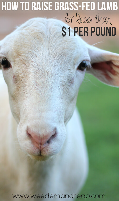 how-to-raise-grass-fed-lamb