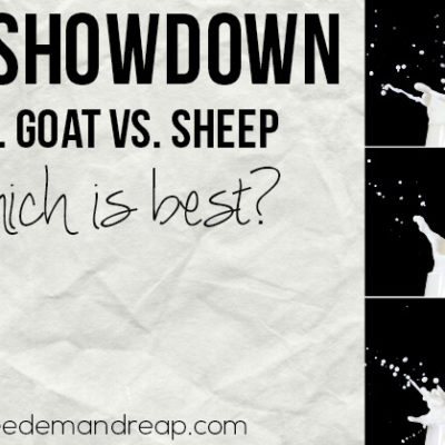 Milk Showdown: Cow vs. Sheep vs. Goat – Which is best?