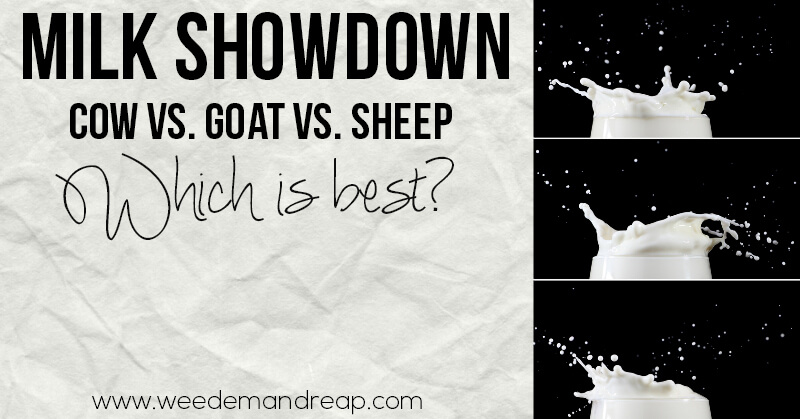 Milk Showdown: Cow vs. Sheep vs. Goat - Which is best? | Weed 'Em and Reap