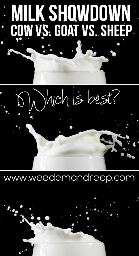 Milk Showdown: Cow vs. Sheep vs. Goat - Which is best? || Weed 'Em and Reap