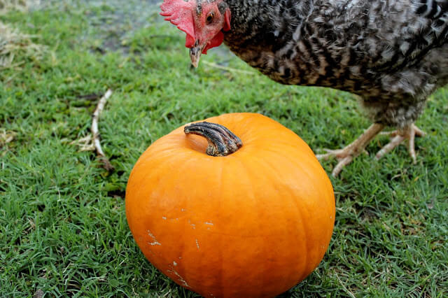 When life hands you pumpkins...