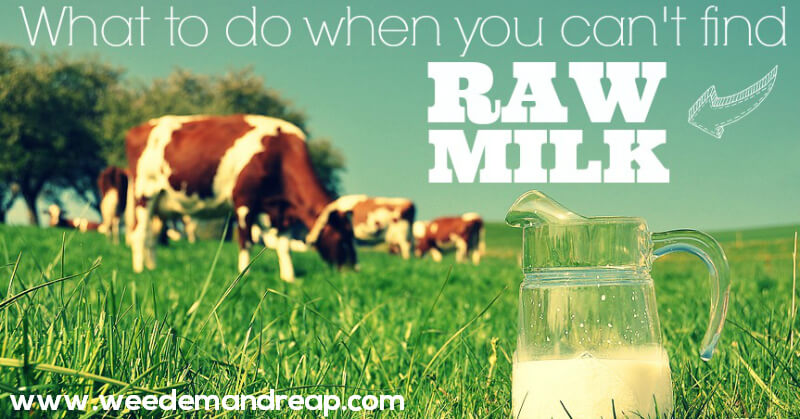 how-to-find-raw-milk