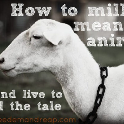 How to Milk a mean ‘ol Animal…and live to tell the tale.