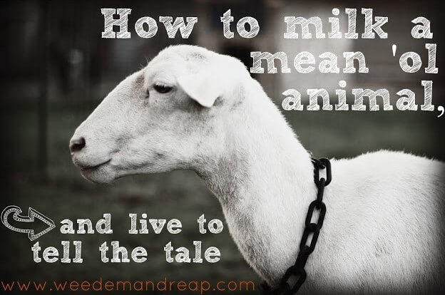 milk-mean-animal