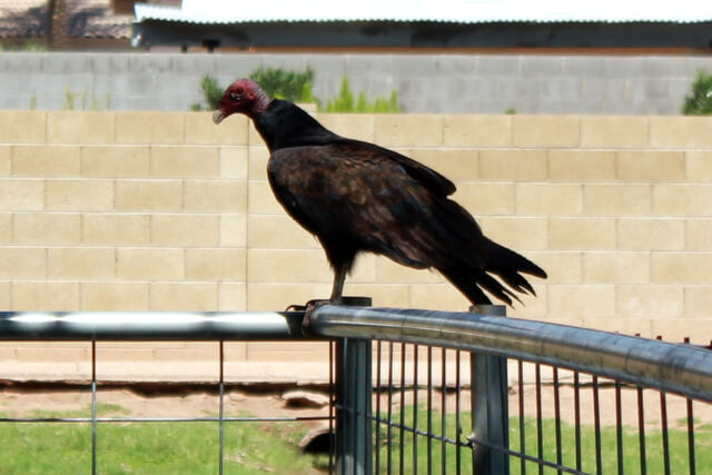 A Coyote, a Vulture, & some stressed out Chickens