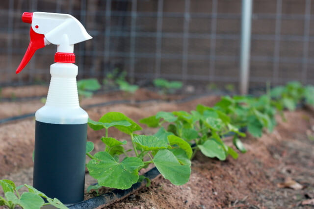 organic pest control spray in garden