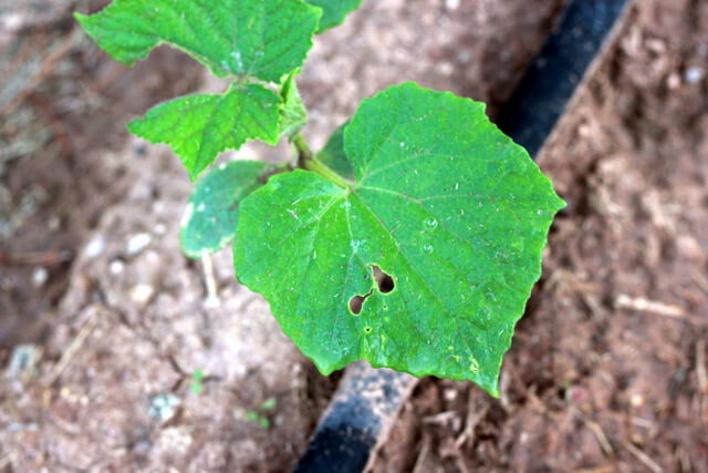 garden plant leaf demaged by bugs