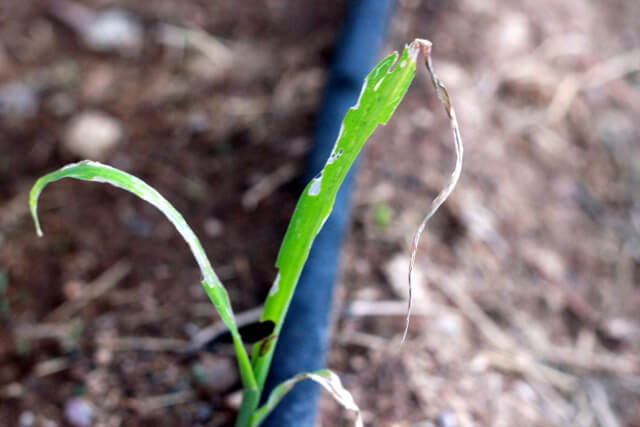 leaf and stem demaged by bugs