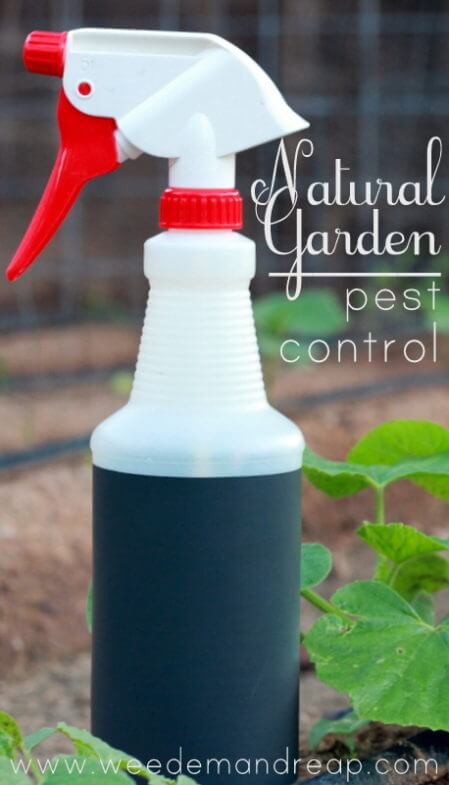 My Organic Garden Pest Control