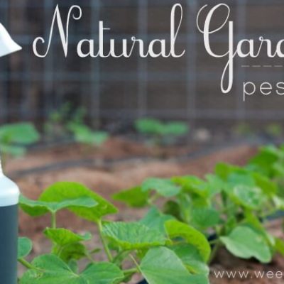 My Organic Garden Pest Control