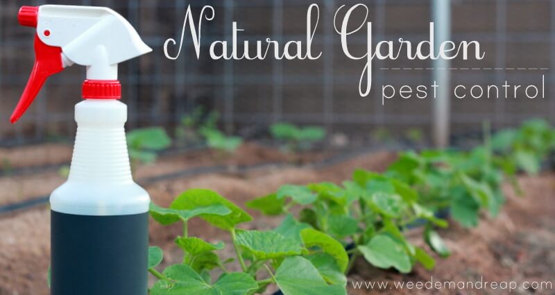 Control orgánico de plagas para plantas de jardín.