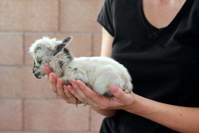 Just for fun! A short tale of the littlest goat you ever did see!